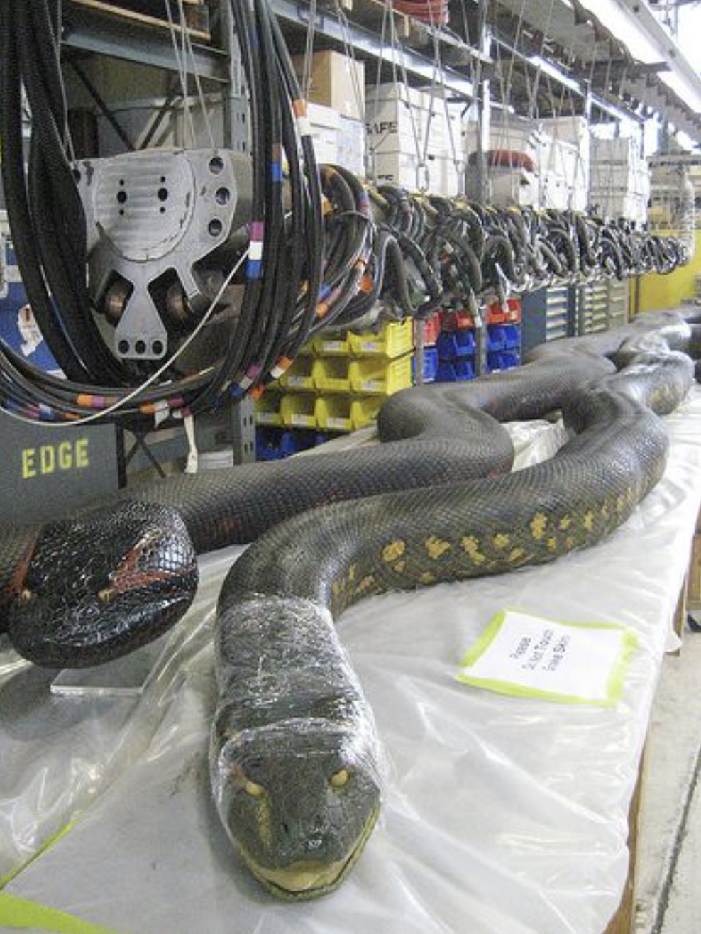 anaconda animatronic - Edge Safe